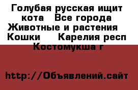 Голубая русская ищит кота - Все города Животные и растения » Кошки   . Карелия респ.,Костомукша г.